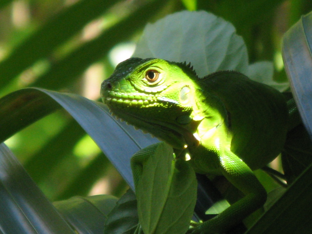 IMG_2662_iguana