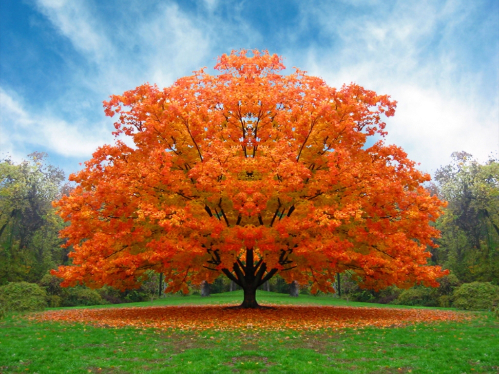 albero_autunno